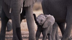 elephant baby animals Animals wildlife Mammals