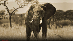 Elephant big Wild Animals