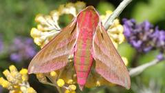 Elephant hawk moth high