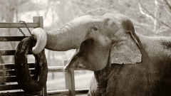 Elephant monochrome Wild Animals