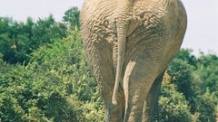 Elephant rear view high