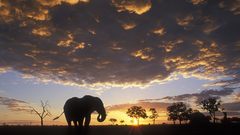 Elephant silhouetted at sunset