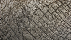 Elephant skin