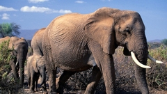 Elephant Wild Animals nature