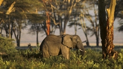 Elephant Wild nature Animals