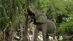 Elephant xlelephant mammoth Wild