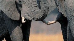 Elephants