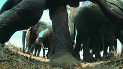 Elephants