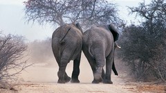 Elephants