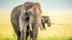 Elephants