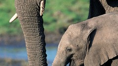 Elephants baby elephant baby