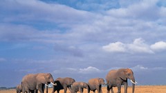 Elephants baby elephant baby