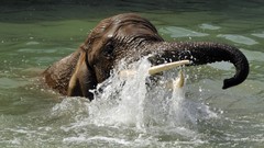 Elephants baby elephant baby animals