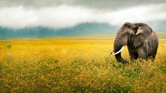 Elephants fields Mammals yellow flowers Tanzania