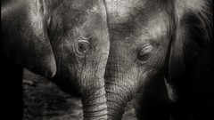 Elephants grayscale