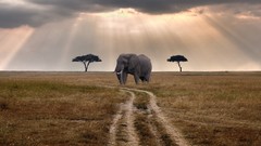 Elephants manipulations