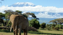 Elephants Mount Kilimanjaro