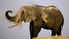 Elephants nature Animals