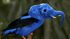 Elephants Photo manipulation Birds