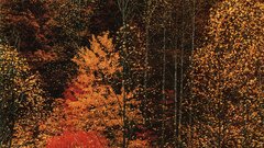 Eliot porter colorful Trees