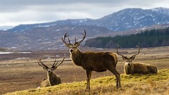 Elk