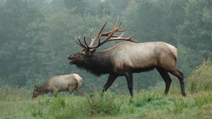 Elk high Resolution