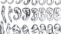 Embryo Compare Art