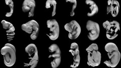 Embryos cropped from The
