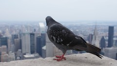 Empire State Building