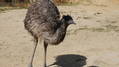 Emu largest bird native
