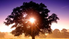 England north Tree Of Life