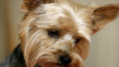 England yorkshire terrier