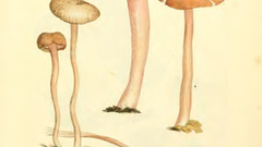 English fungi or mushrooms