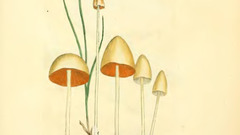 English fungi or mushrooms