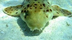 Epaulette shark