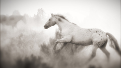Equine white horse animal