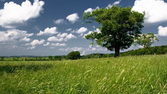 Erection young black man