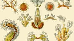 Ernst Haeckel Art Forms