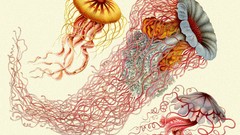 Ernst Haeckel Art Forms