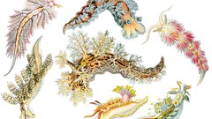 Ernst Haeckel Art Forms