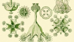 Ernst Haeckel Art Forms