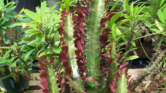 Euphorbia trigona high