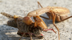 European mantis eats grasshopper
