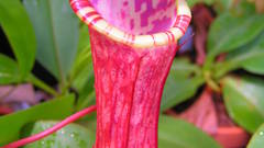 Eustachya red purple high