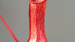 Eustachya seedling red purple