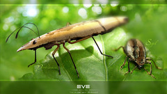 Eve online amarr sigil