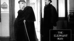 Evening Animals The elephant