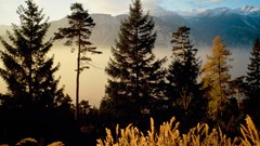 Evening switzerland woods