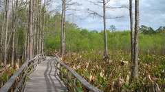 Everglades National Park high