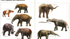 Evolution Animals